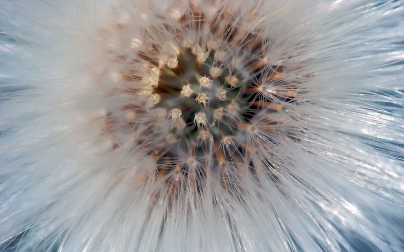 Close-up of a dandelion seed head