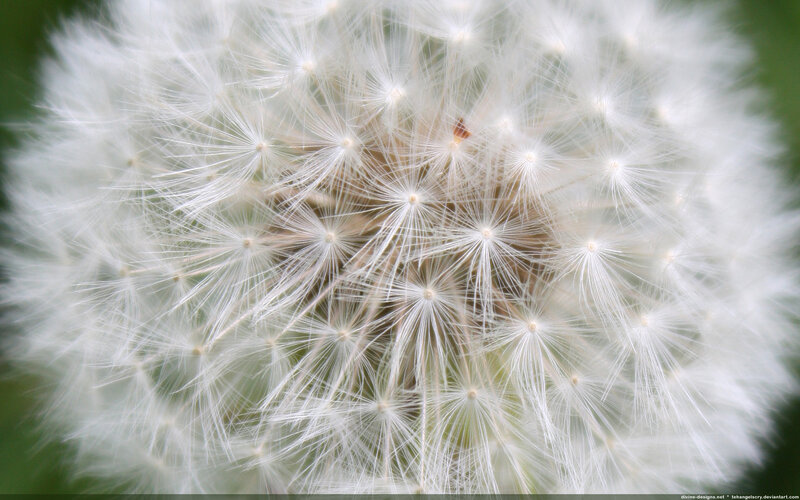 Close-up of a dandelion seed head