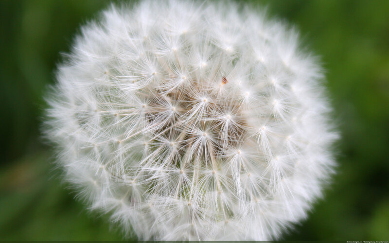 Close-up of a dandelion seed head