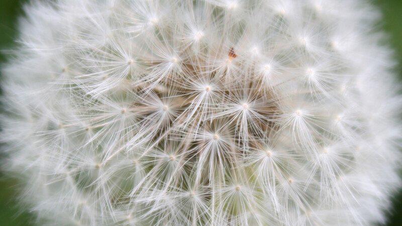 Close-up of a dandelion seed head
