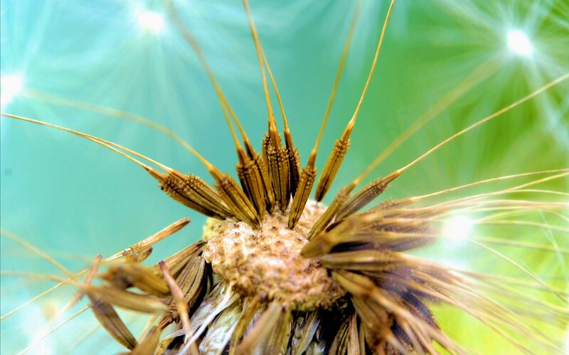 Close-up of a dandelion seed head
