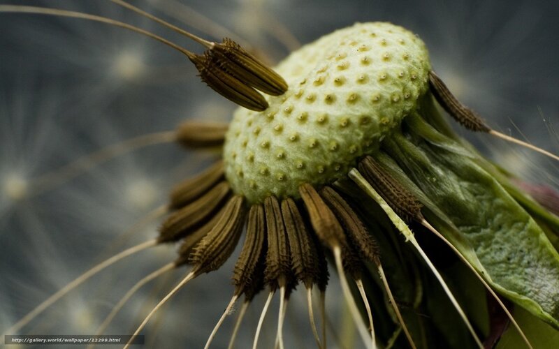 Close-up of a dandelion seed head