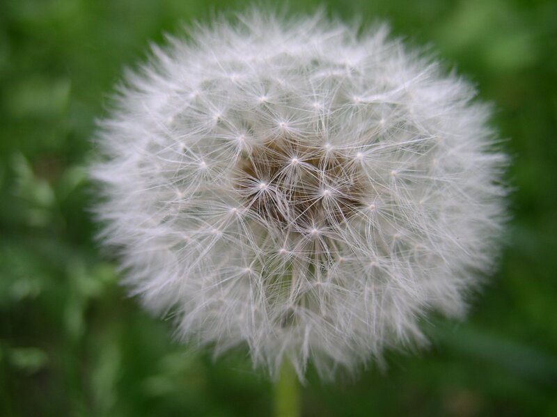 Close-up of a dandelion seed head