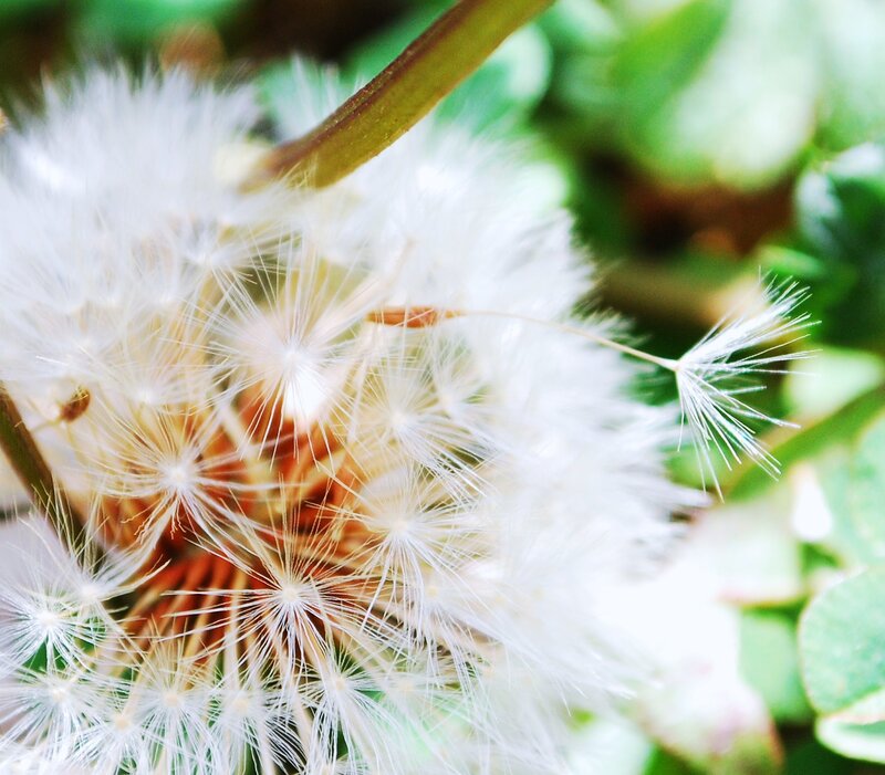 Close-up of a dandelion seed head