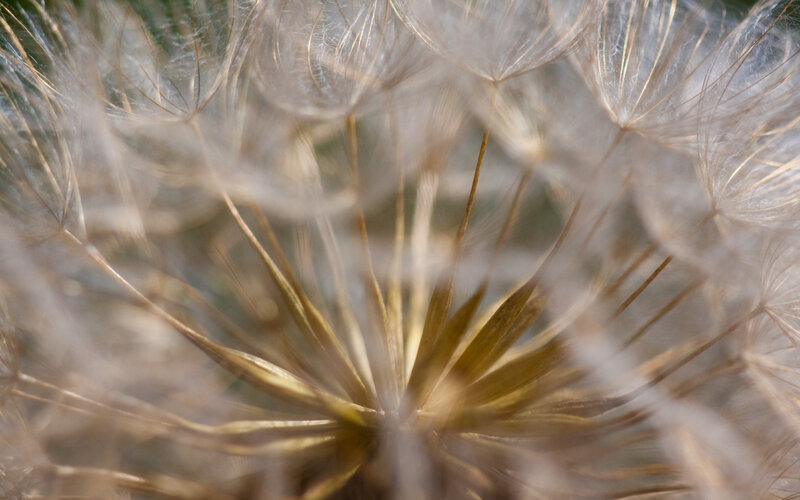 Close-up of a dandelion seed head