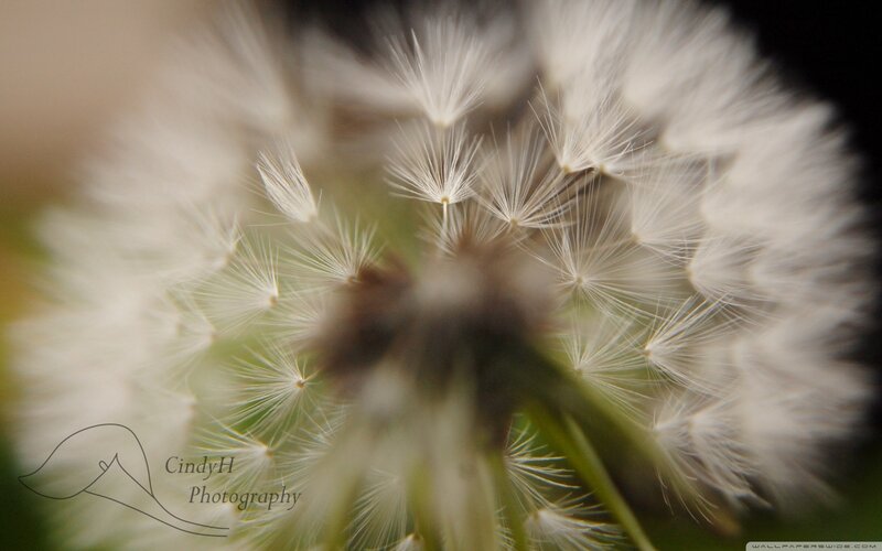 Close-up of a dandelion seed head