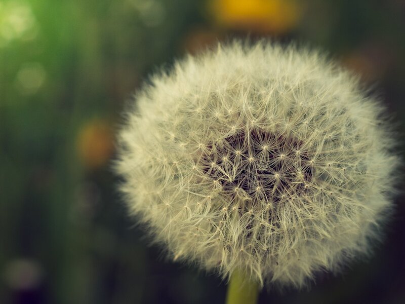 Close-up of a dandelion seed head