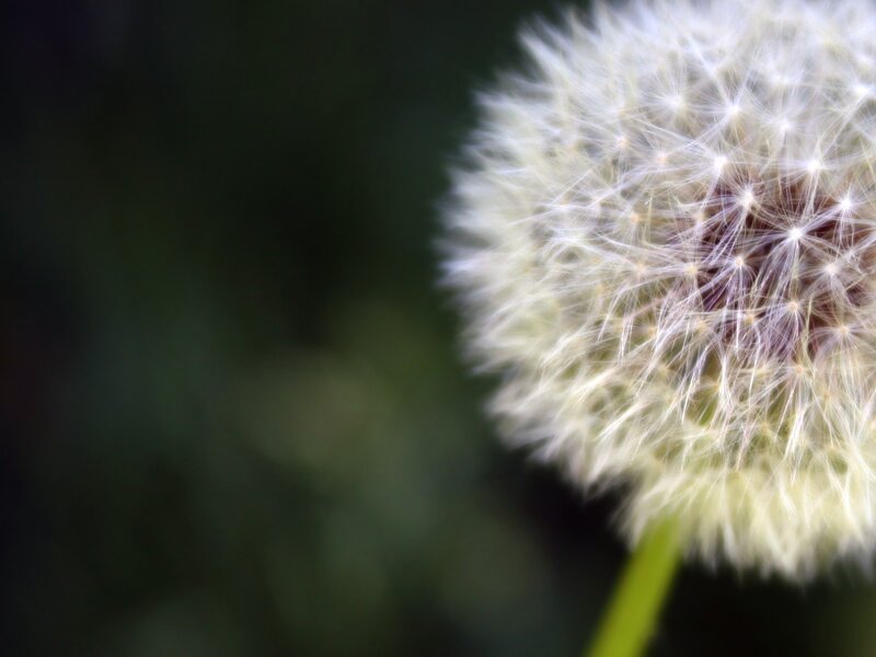 Close-up of a dandelion seed head