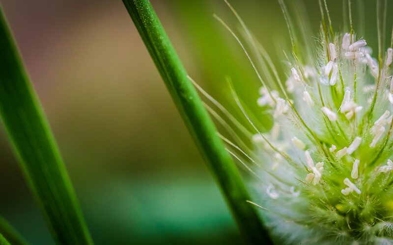 Close-up of a dandelion seed head