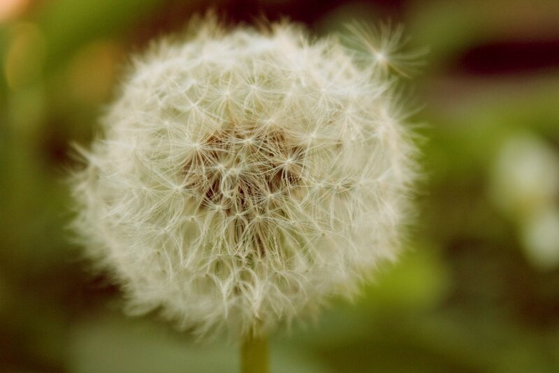 Close-up of a dandelion seed head