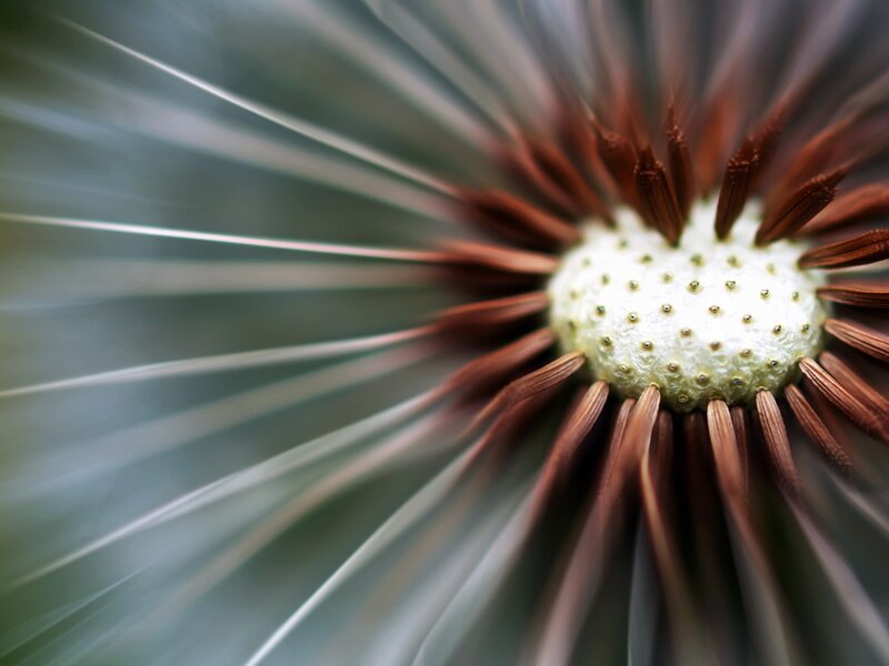Close-up of a dandelion seed head