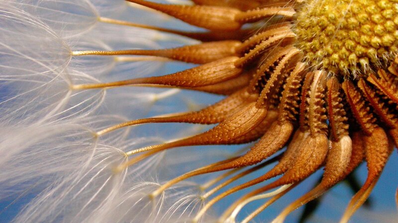 Close-up of a dandelion seed head