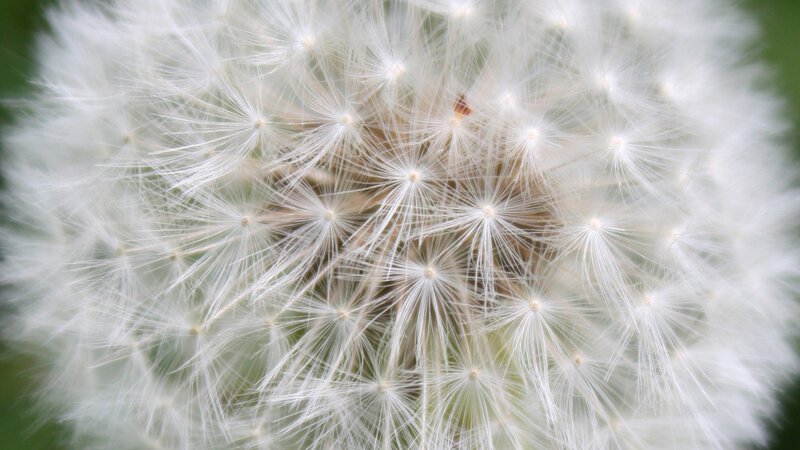 Close-up of a dandelion seed head