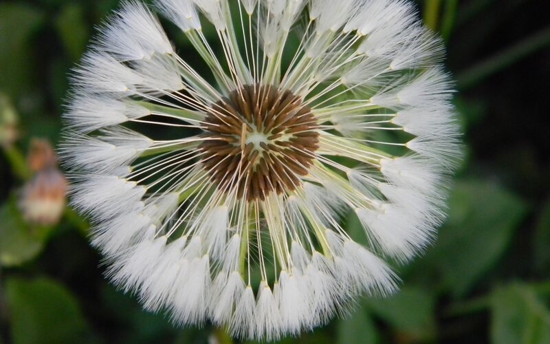 Close-up of a dandelion seed head