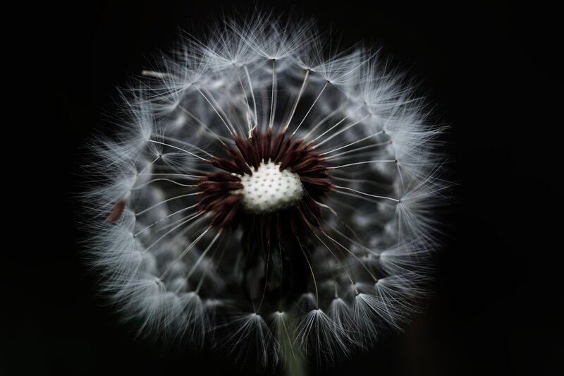 Close-up of a dandelion seed head