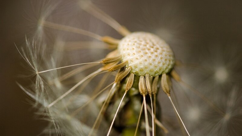 Close-up of a dandelion seed head