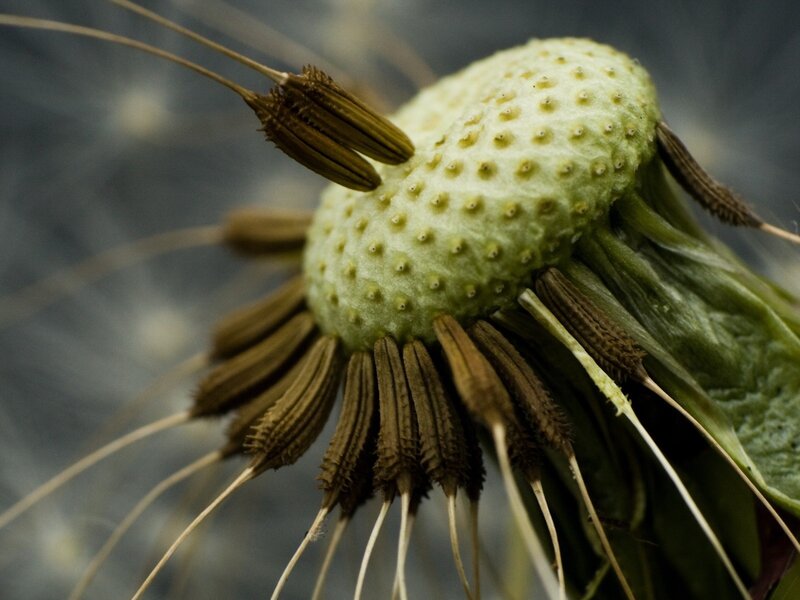 Close-up of a dandelion seed head