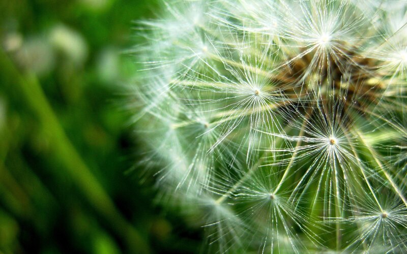 Close-up of a dandelion seed head