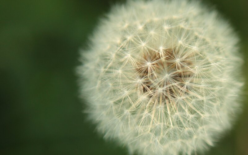 Close-up of a dandelion seed head