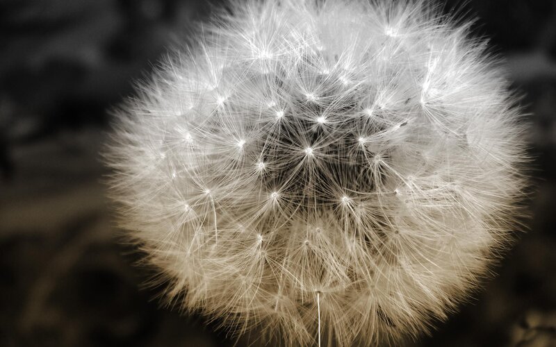 Close-up of a dandelion seed head