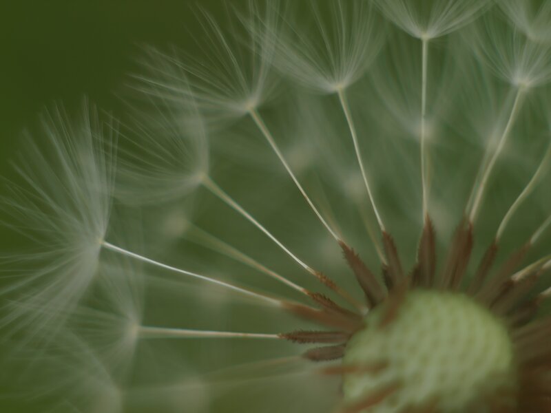Close-up of a dandelion seed head