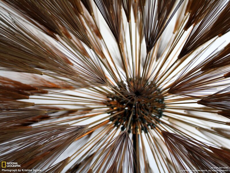 Close-up of a dandelion seed head