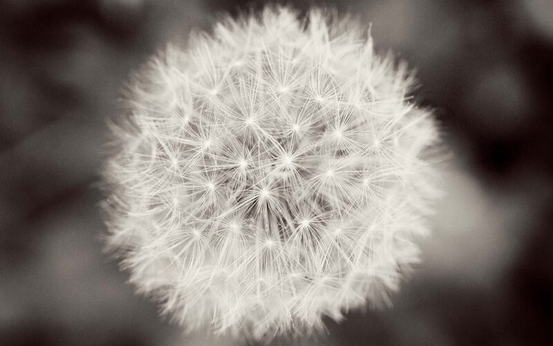 Close-up of a dandelion seed head
