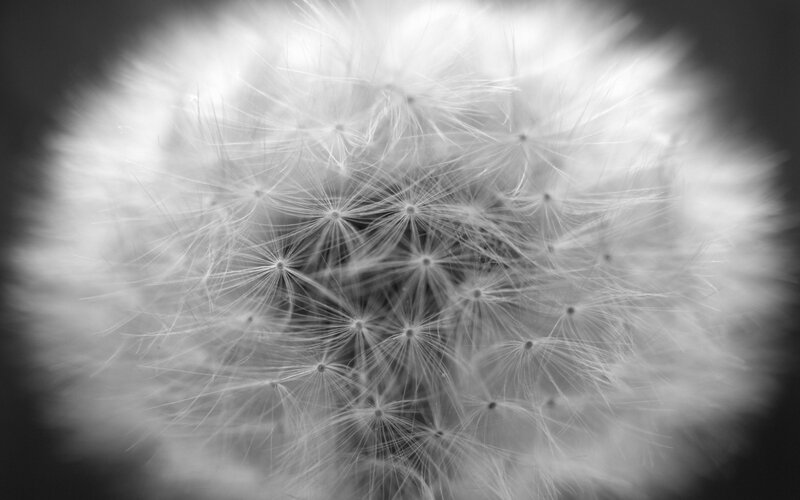 Close-up of a dandelion seed head