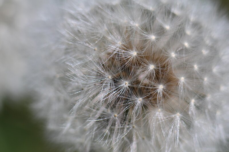 Close-up of a dandelion seed head