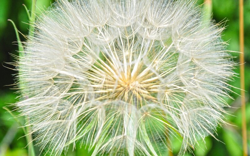 Close-up of a dandelion seed head