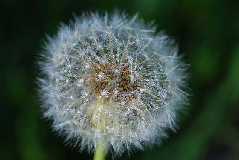 Close-up of a dandelion seed head