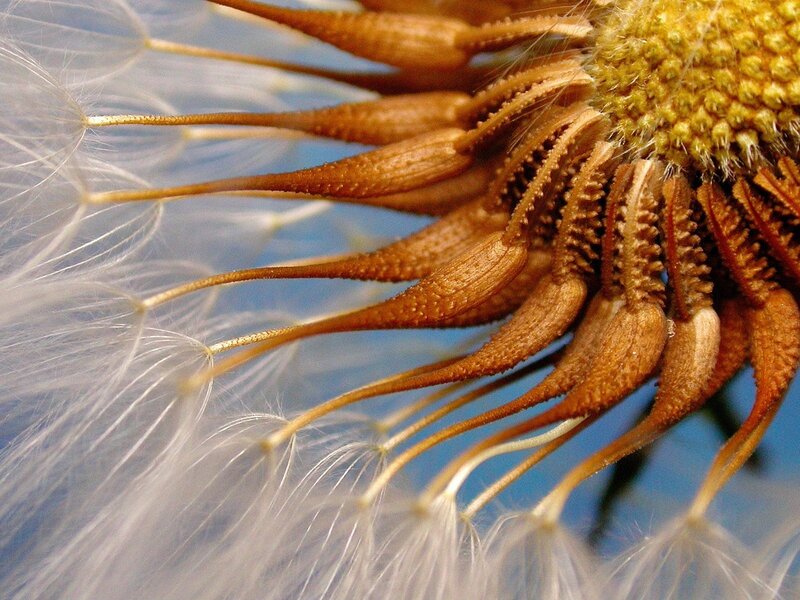 Close-up of a dandelion seed head