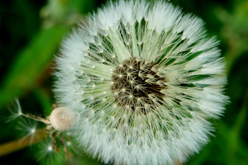 Close-up of a dandelion seed head