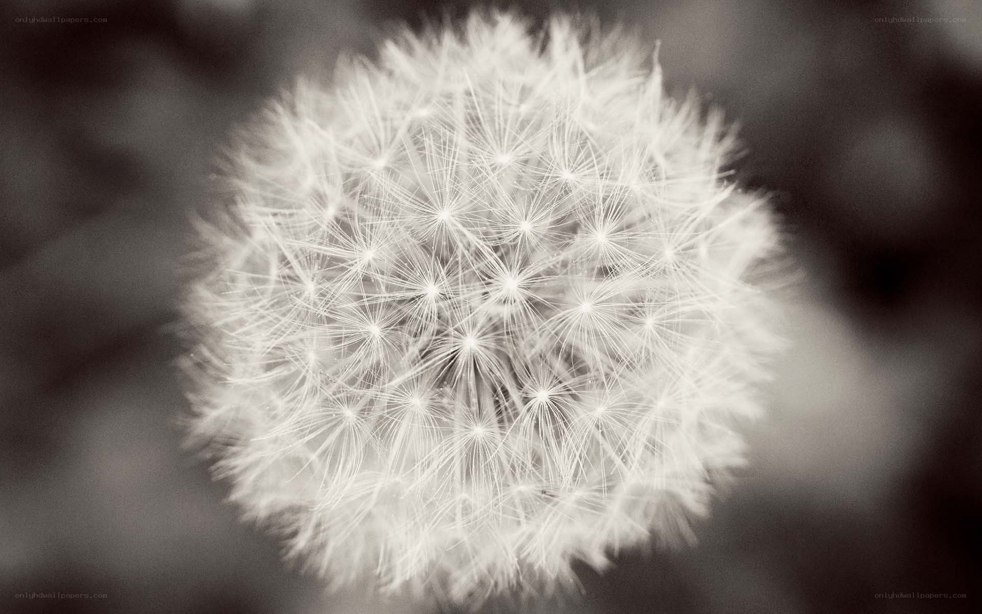 Close-up of a dandelion seed head