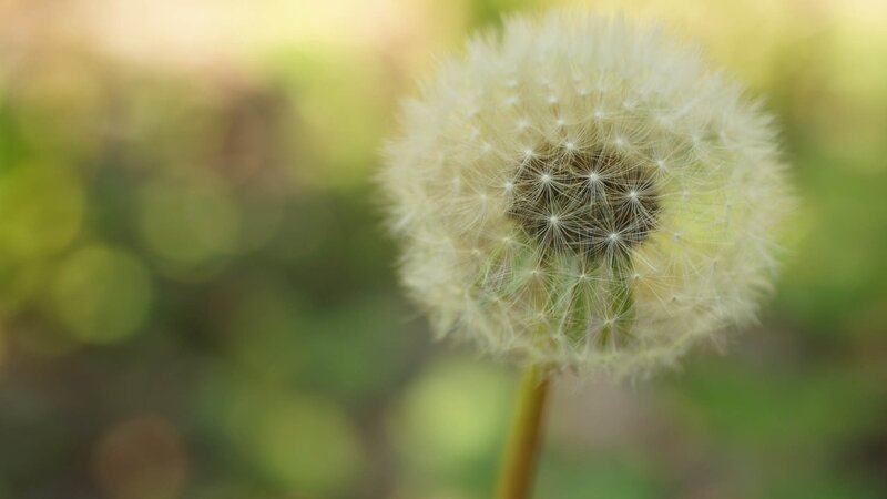 Close-up of a dandelion seed head