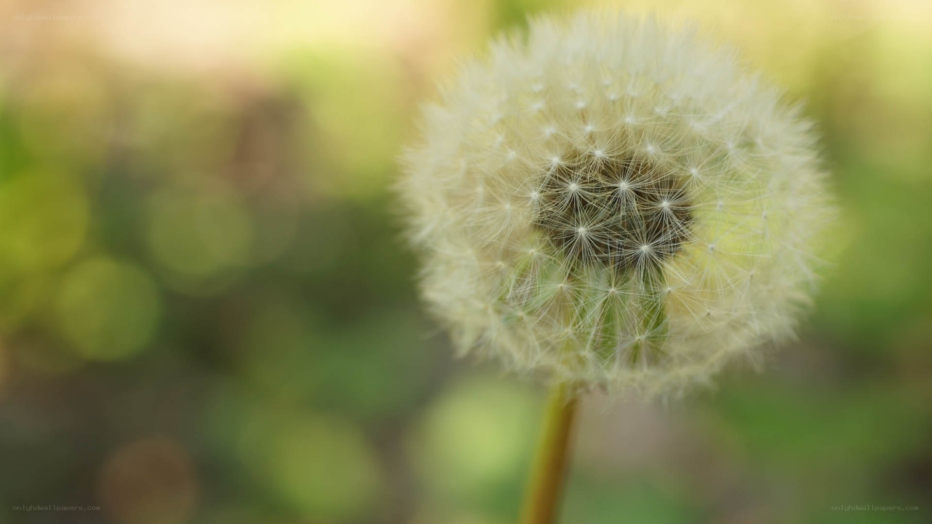 Close-up of a dandelion seed head