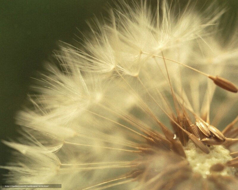 Close-up of a dandelion seed head