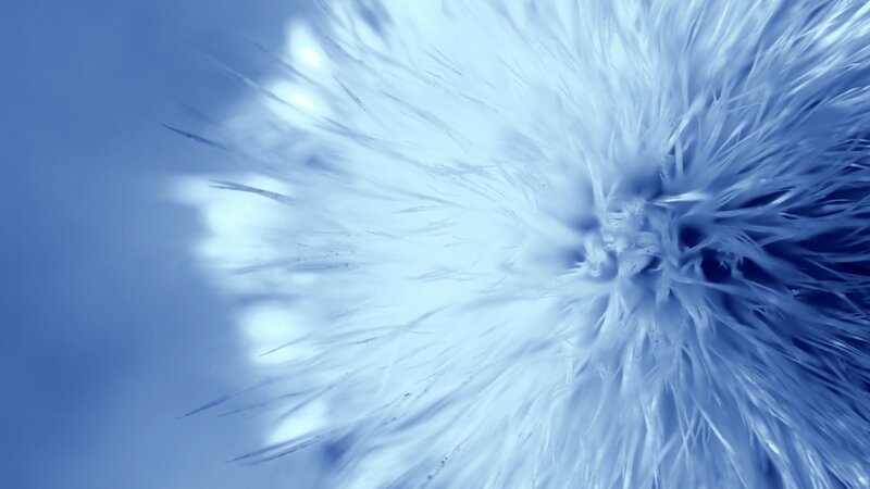Close-up of a Dandelion