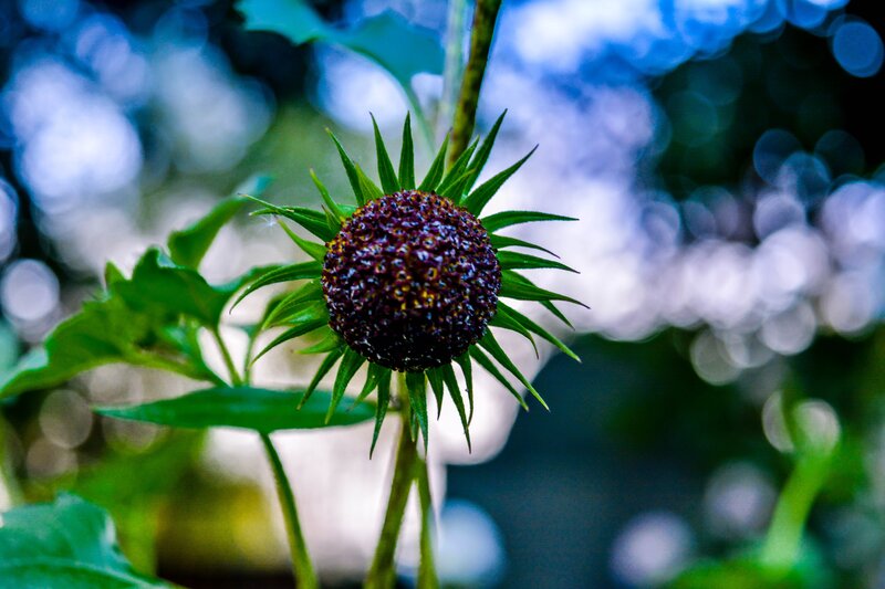 Close-up of a dark flower bud