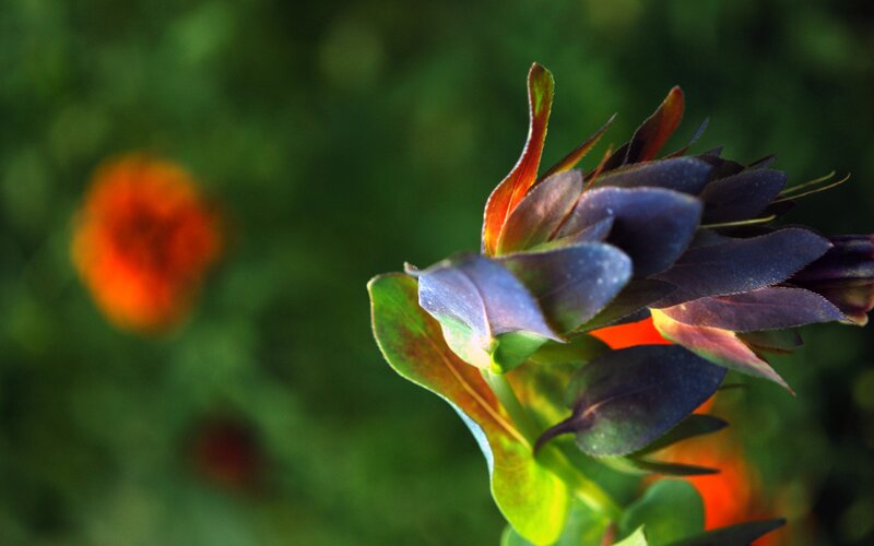 Close-up of a dark flower