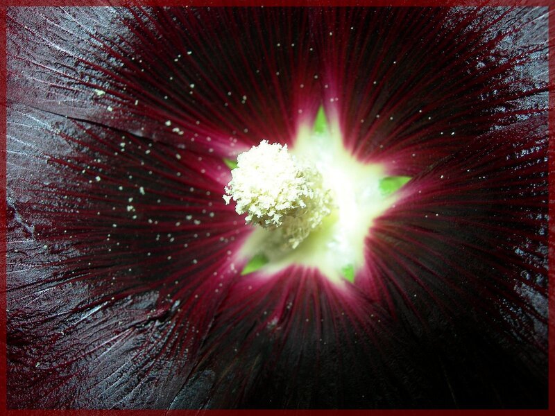 Close-up of a dark hibiscus flower