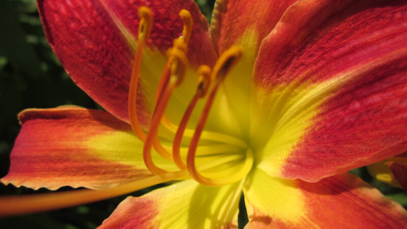 Close-up of a Daylily