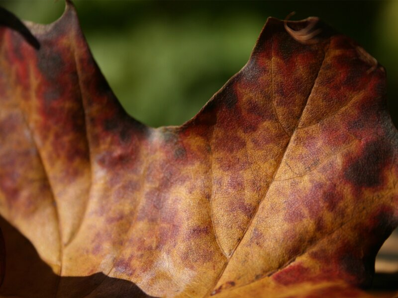 Close-up of a decaying autumn leaf