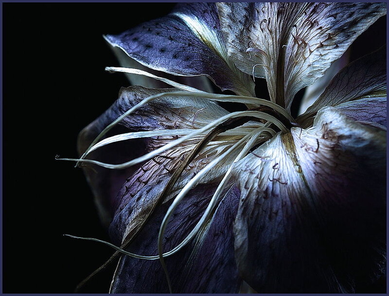 Close-up of a decaying flower