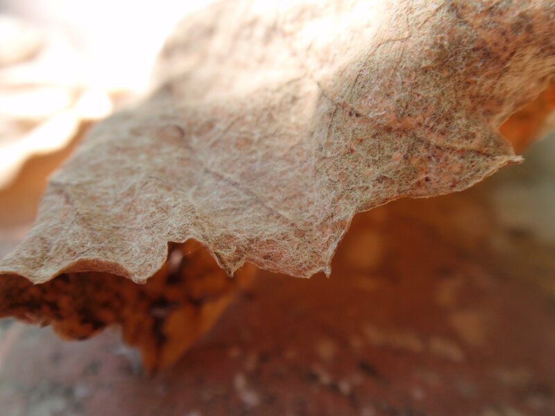 Close-up of a decaying leaf