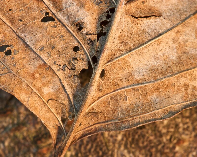 Close-up of a decaying leaf