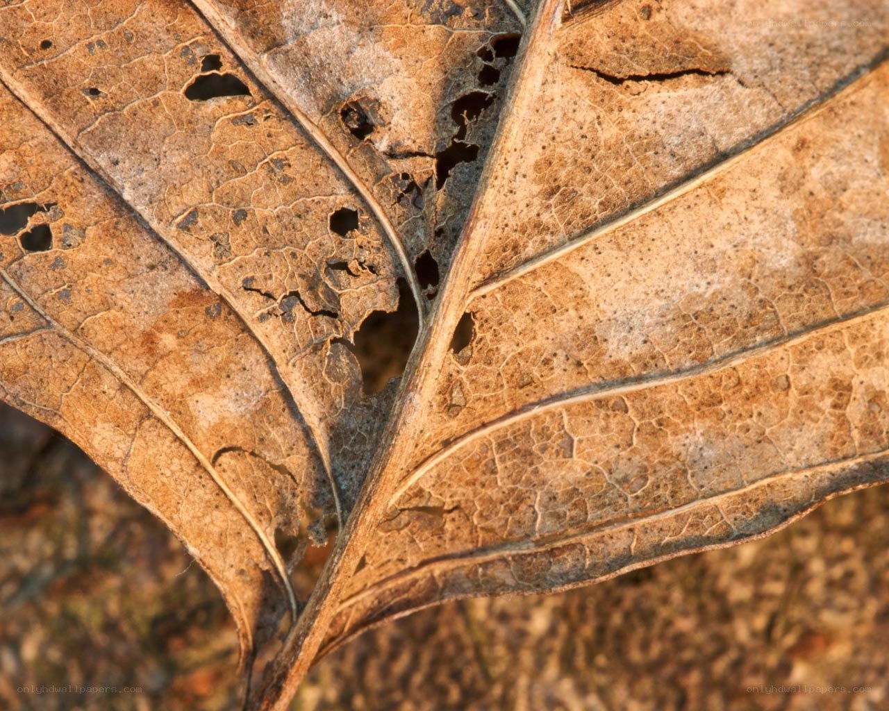 Close-up of a decaying leaf