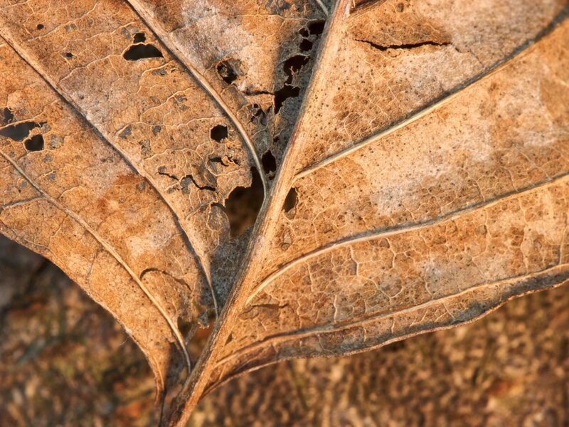 Close-up of a decaying leaf