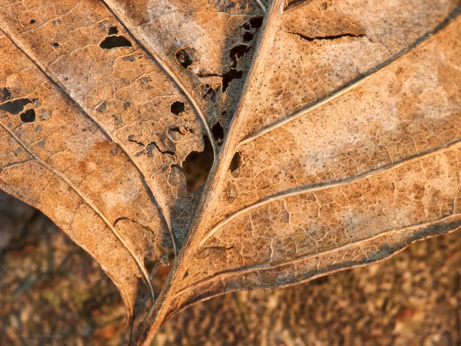 Close-up of a decaying leaf
