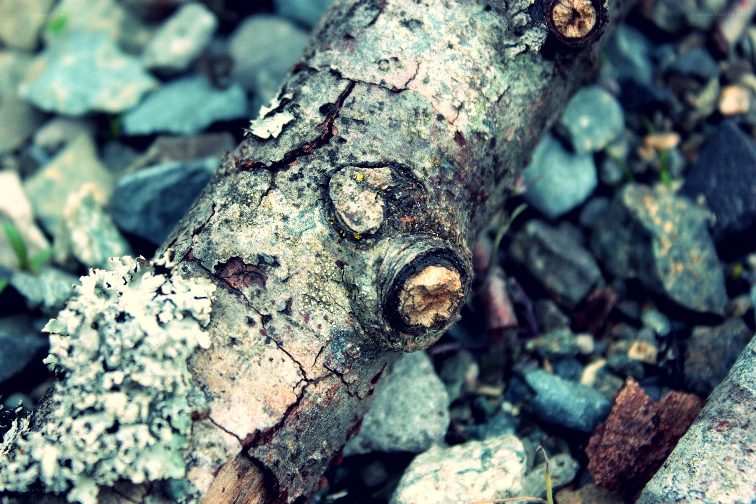 Close-up of a decaying log